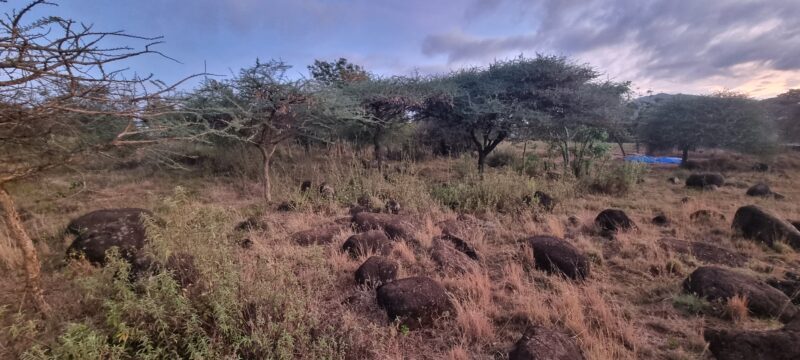 Gongali Village Camp (Home Stay)